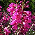Gladiolus communis ssp. byzantinus, Bob Rutemoeller