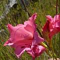 Gladiolus crispulatus, lennartn, iNaturalist, CC BY-NC