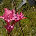 Gladiolus crispulatus, lennartn, iNaturalist, CC BY-NC