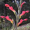 Gladiolus cunonius, Bob Rutemoeller