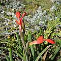 Gladiolus cunonius, Agulhas, Cameron McMaster