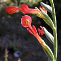 Gladiolus cunonius, Bob Rutemoeller