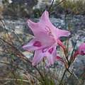 Gladiolus cylindraceus, Rachel Saunders