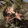 Gladiolus cylindraceus, Witsenberg, R. Saunders