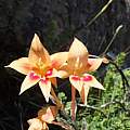 Gladiolus cylindraceus, Witsenberg, R. Saunders