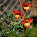 Gladiolus dalenii