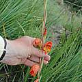 Gladiolus dalenii, Balloch, Bob Rutemoeller
