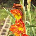 Gladiolus dalenii, Cameron McMaster