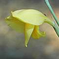 Gladiolus dalenii, Mary Sue Ittner