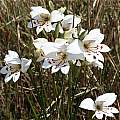 Gladiolus debilis, Silvermine, Andrew Harvie