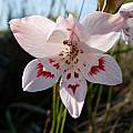Gladiolus debilis, Napier, Cameron McMaster