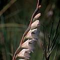 Gladiolus densiflorus