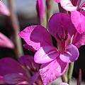 Gladiolus sp., Jane McGary