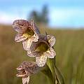 Gladiolus ecklonii, Cameron McMaster