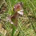 Gladiolus ecklonii, Maclear, Cameron McMaster