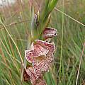Gladiolus ecklonii, Sentinel Peak, Cameron McMaster