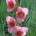 Gladiolus ecklonii, Rod Saunders