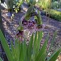 Gladiolus ecklonii, Mary Sue Ittner