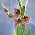 Gladiolus ecklonii, Mary Sue Ittner