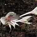 Gladiolus engysiphon, Rogan Roth