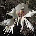 Gladiolus engysiphon