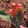 Gladiolus equitans, Namaqualand, Mary Sue Ittner