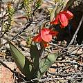 Gladiolus equitans, Kamiesberg, Andrew Harvie