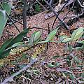 Gladiolus equitans seed, Namaqualand, Bob Rutemoeller