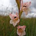Gladiolus exiguus, Rachel Saunders [Shift+click to enlarge, Click to go to wiki entry]