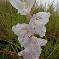 Gladiolus ferrugineus, Rachel Saunders