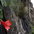 Gladiolus flanaganii in habitat, Callan Cohen