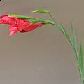 Gladiolus flanaganii, David Victor