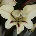Gladiolus floribundus, Andrew Harvie