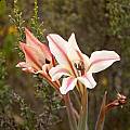Gladiolus floribundus, Napier, Cameron McMaster