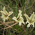Gladiolus floribundus, Napier, Cameron McMaster
