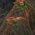 Gladiolus fourcadei