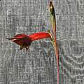 Gladiolus fourcadei, Mary Sue Ittner