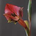 Gladiolus fourcadei, Mary Sue Ittner