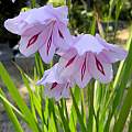 Gladiolus geardii, Mary Sue Ittner
