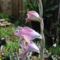 Gladiolus gracilis, Telos Rare Bulbs, Nhu Nguyen