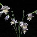 Gladiolus gracilis, Bob Werra