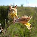 Gladiolus gracilis, Cameron McMaster