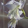 Gladiolus gracilis , Mary Sue Ittner