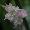 Gladiolus gracilis , Mary Sue Ittner