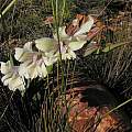 Gladiolus grandiflorus, Bob Rutemoeller