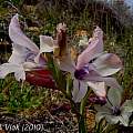 Gladiolus grandiflorus, Jan and Anne Lise Schutte-Vlok