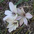 Gladiolus grandiflorus, Mary Sue Ittner