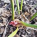Gladiolus gueinzii, Paul Sieben