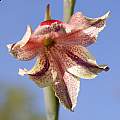Gladiolus guthriei (odoratus) closeup, Michael Mace