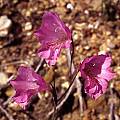Gladiolus hirsutus, burned area, Mary Sue Ittner